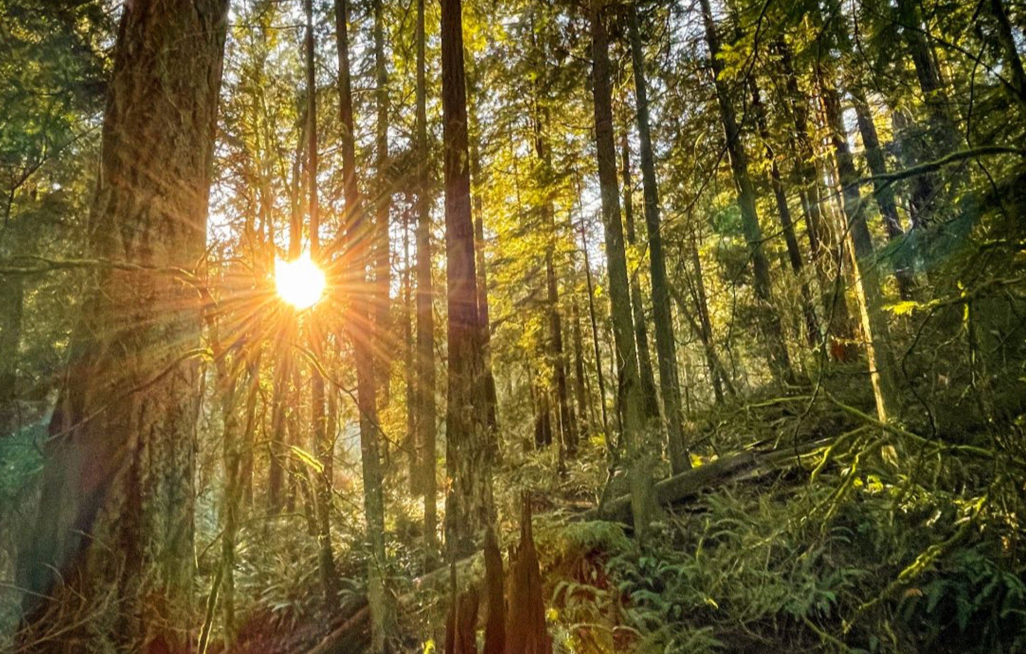 ROAD TRIP: The Bird Days of Summer: Full Moon Forest Therapy w/ POCO