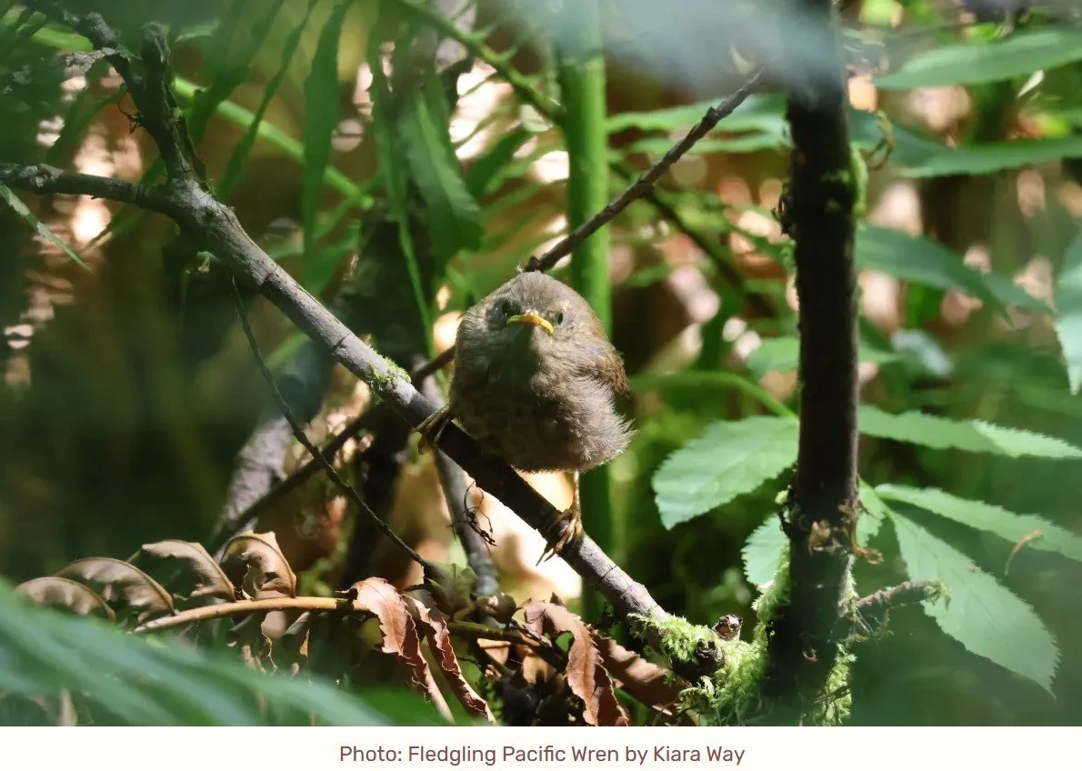Birding-in-Place: Accessible &amp; Inclusive Outing w// VAS