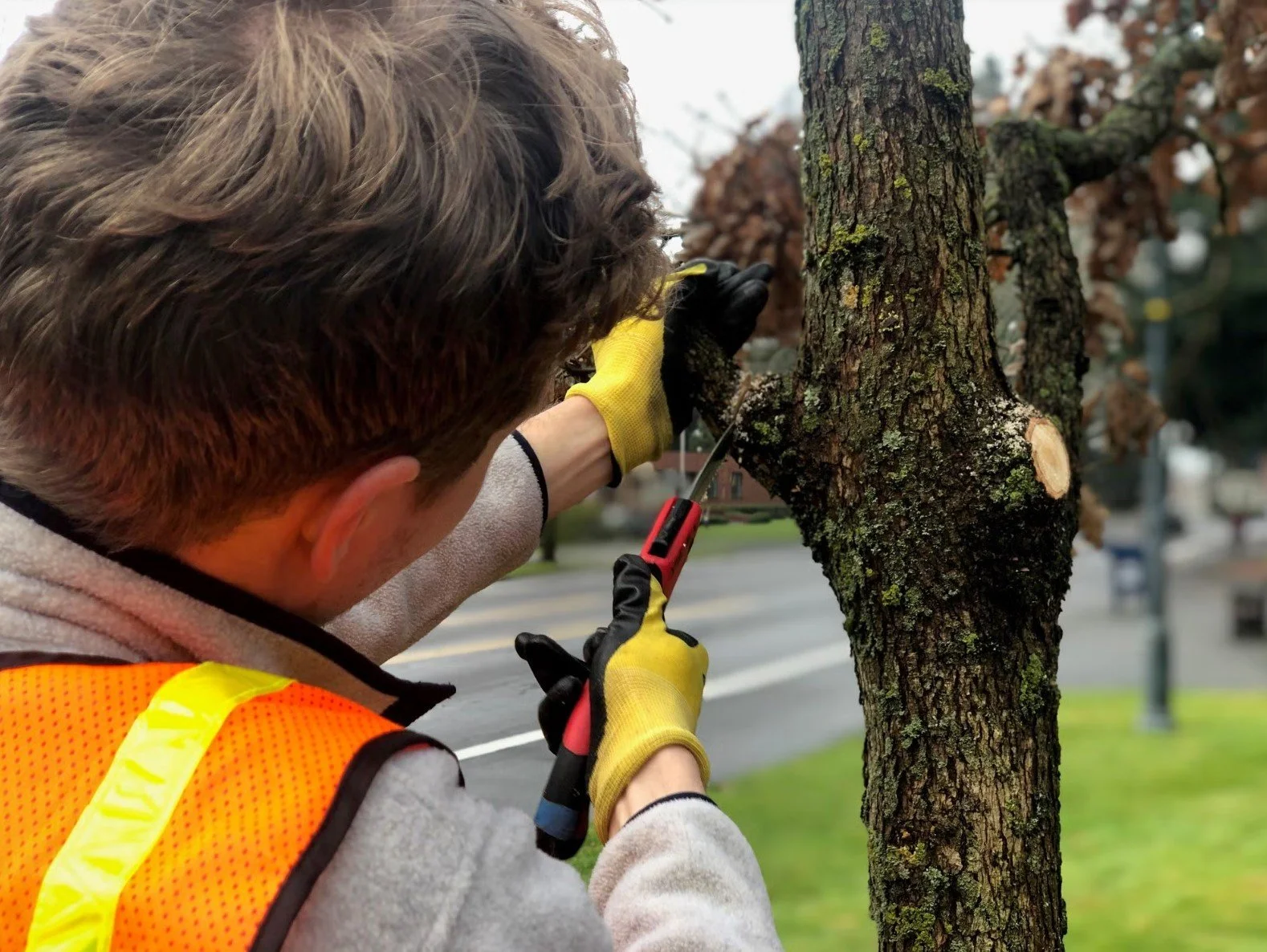 Fruit Tree Pruning Education &amp; Volunteer Work Party