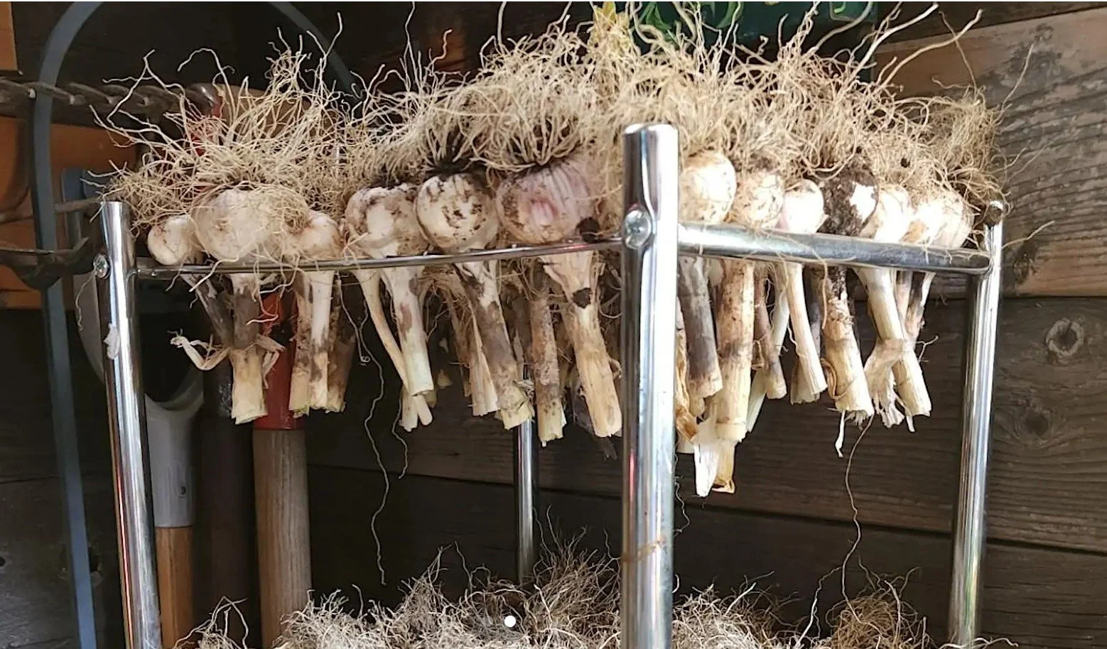 Garlic Growing Workshop