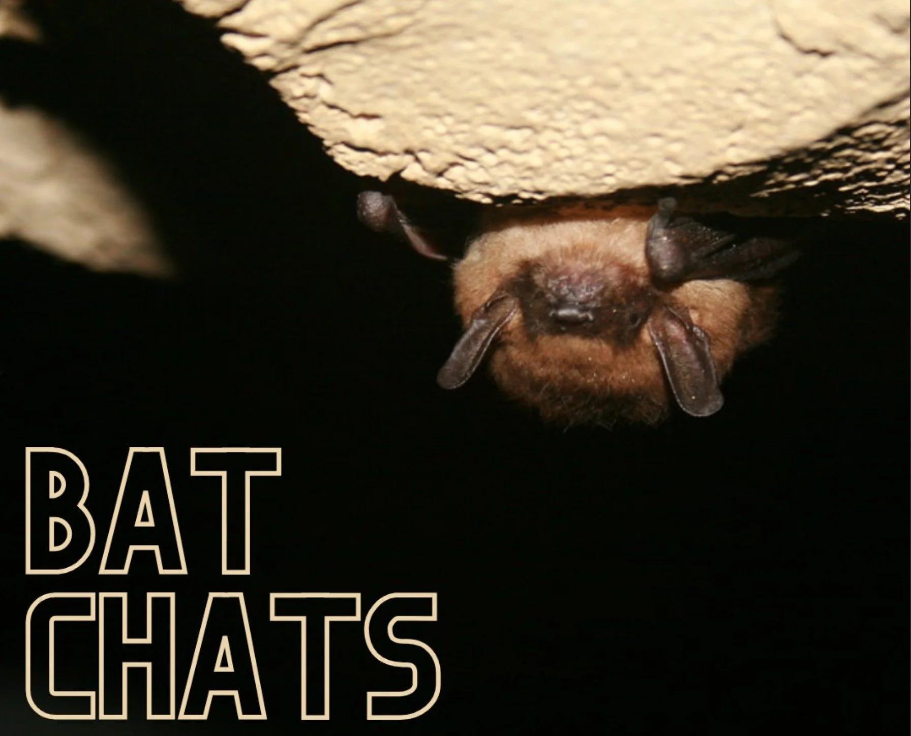 ROAD TRIP: Bat Chats
