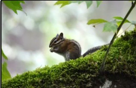 ROAD TRIP: Nature Photography for Beginners