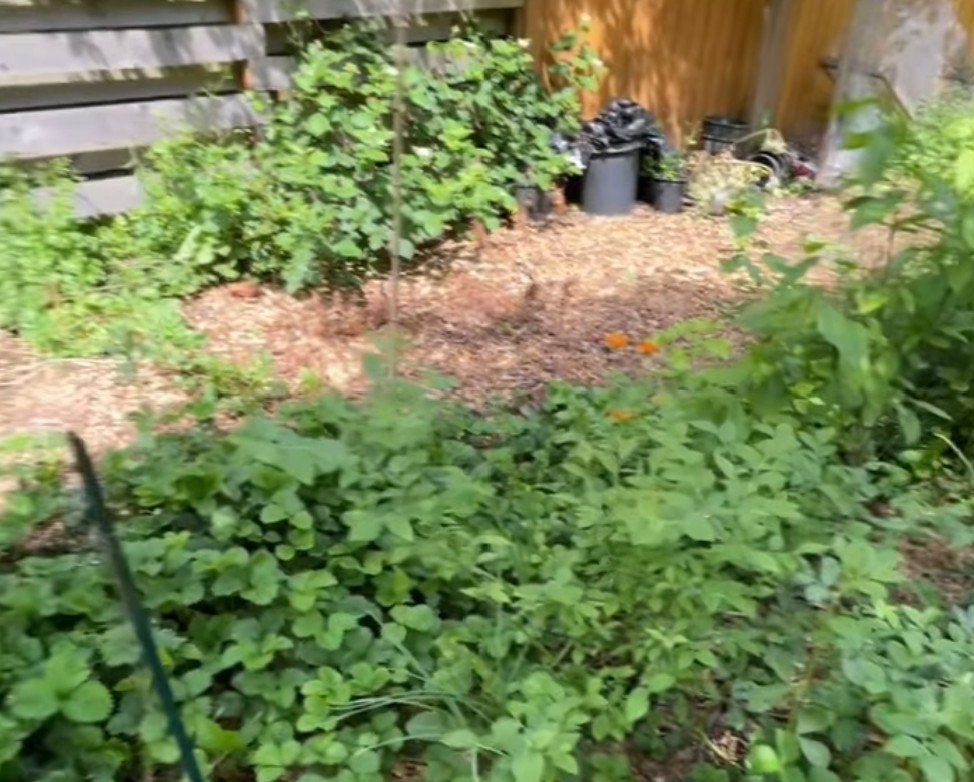 ROAD TRIP: Food Forests workshop