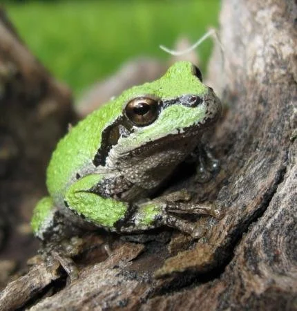Frogs &amp; Friends: Life in the Lagoon workshop