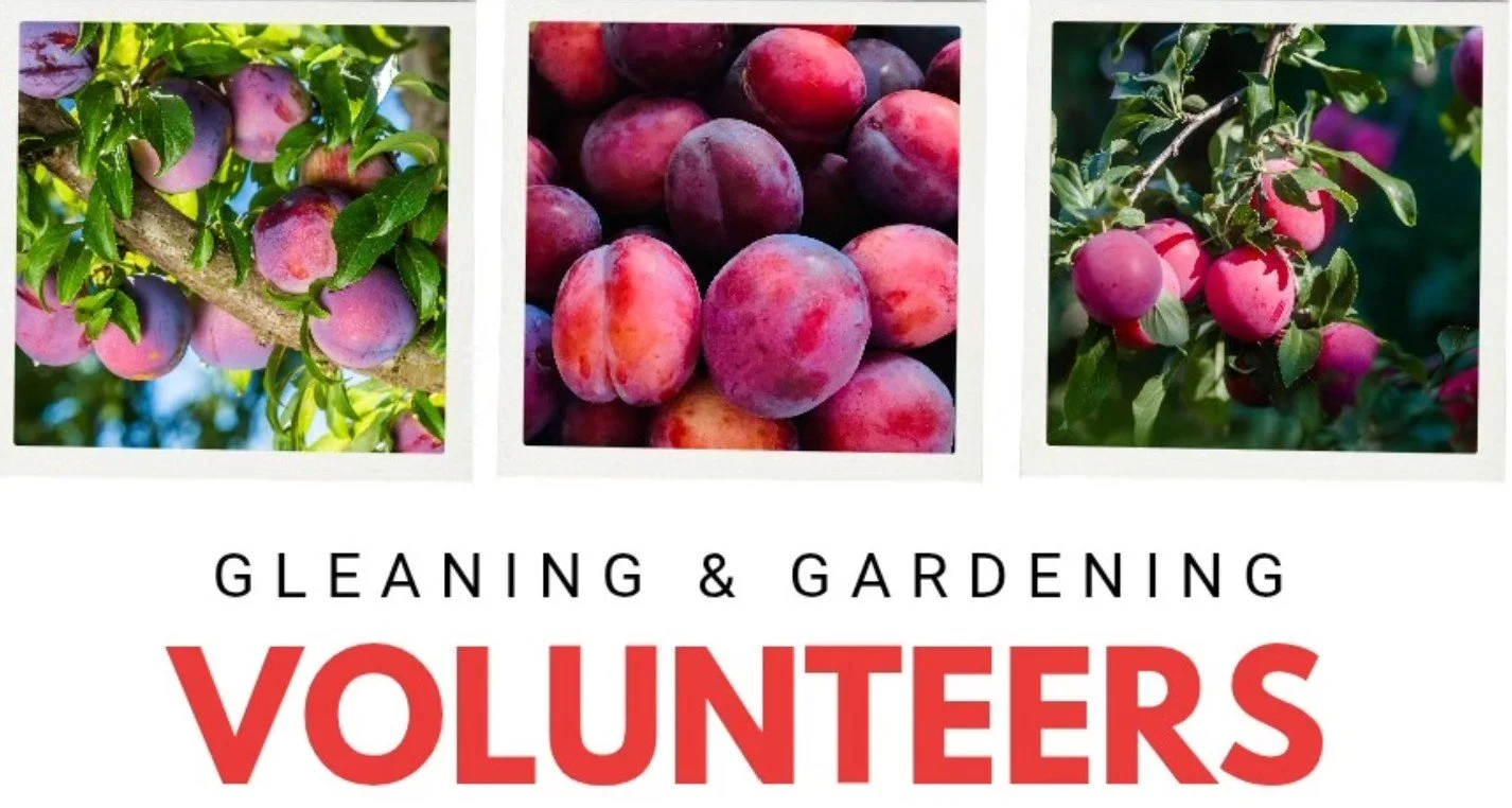 Volunteer Gleaning Opportunities: Plums in Camas
