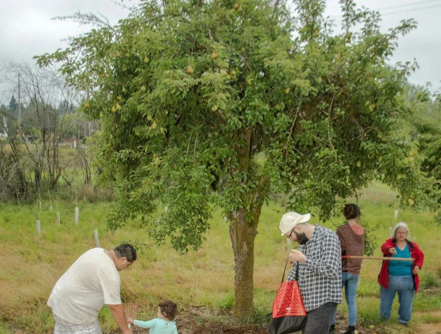 Volunteer Gleaning Opportunities: Foley Pear Orchard