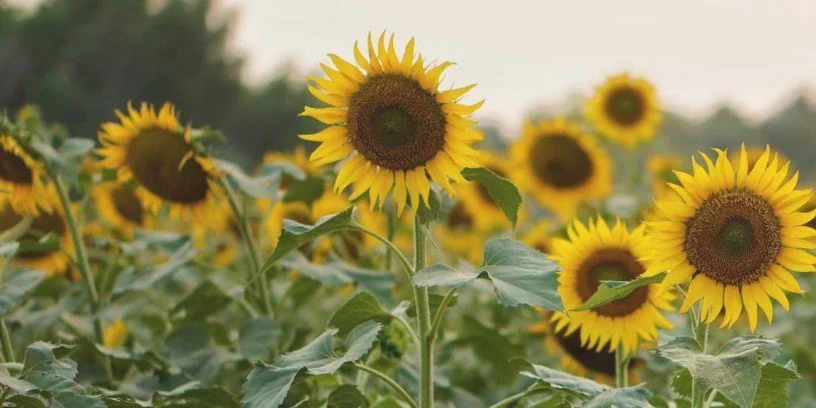 Sunflower Festival