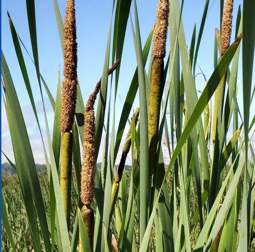 ROAD TRIP: Tending and Traditional Cultural and Ecological Knowledge at Sandy River Delta