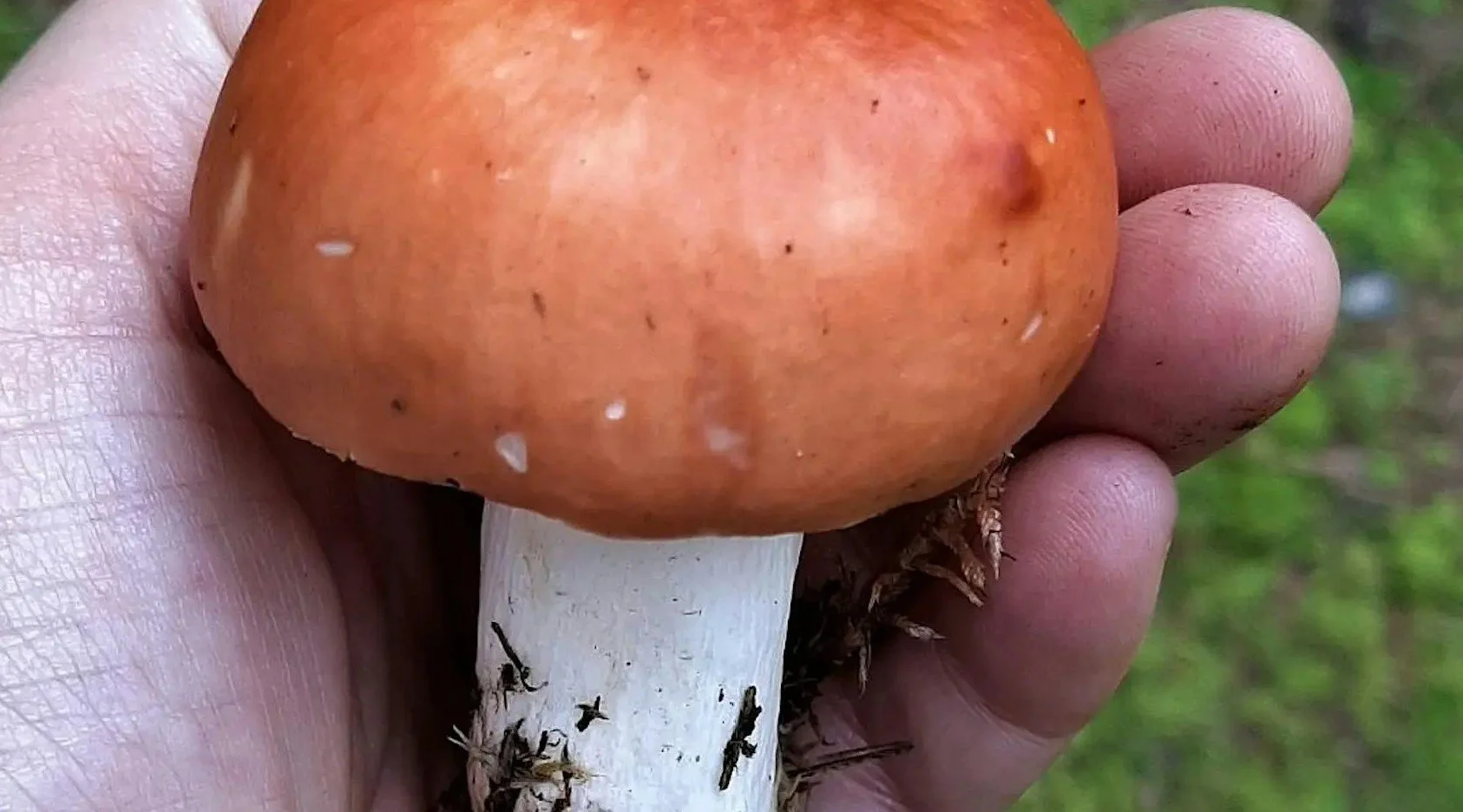 WSU Ext. Master Gardeners: On the Road Tour Savory, Seeds &amp; Spores