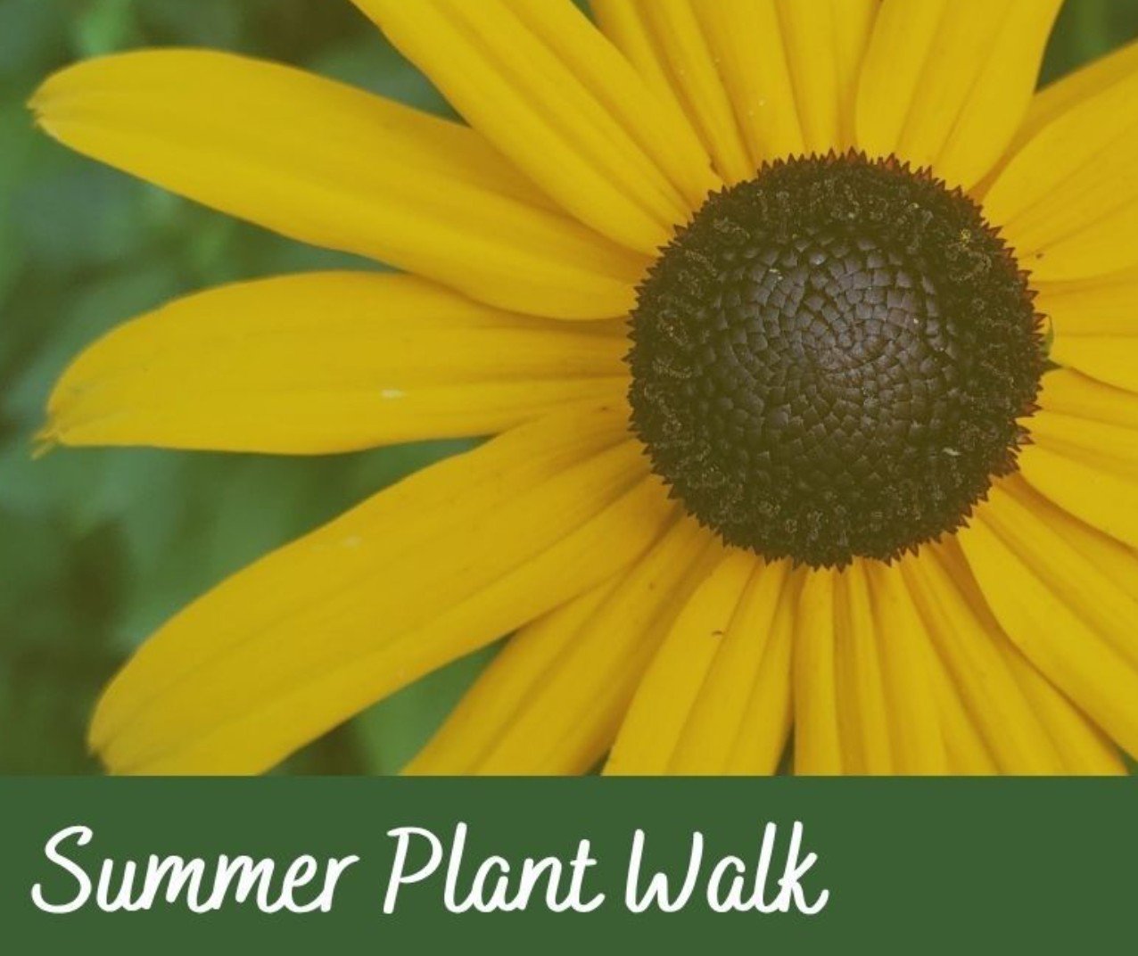 Summer Plant Walk
