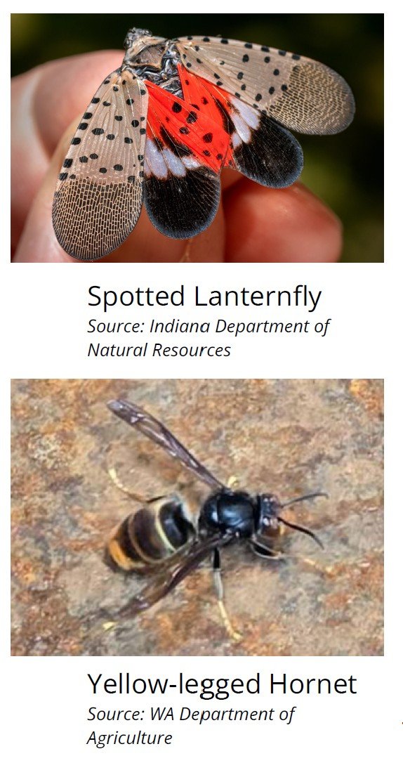VBP Pollinators &amp; Pints: Invasive Insects, featuring the Yellow-Legged Hornet and Spotted Lanternfly