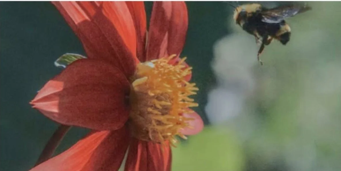 “So you want to be a bug photographer” workshop