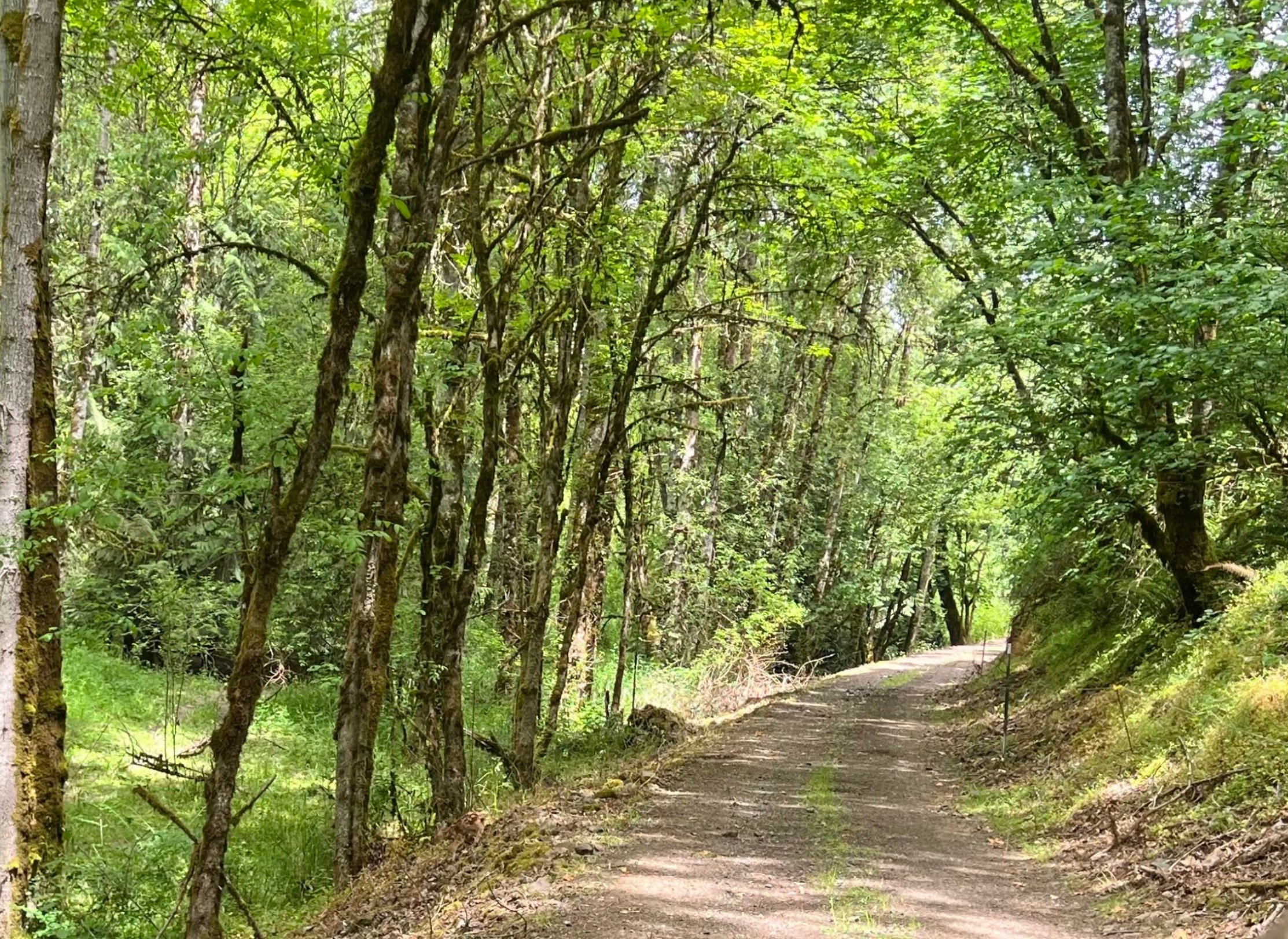 Plas Newydd Farm Excursion &amp; Canopy Time