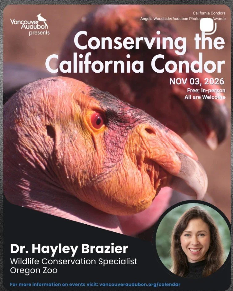 VAS event: “Conserving the California Condor” with Dr. Hayley Brazier