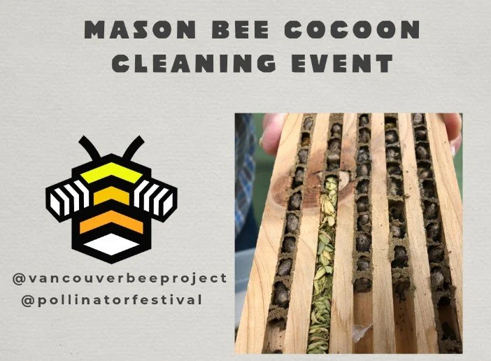 Mason Bee Cocoon Cleaning Workshop with VBP