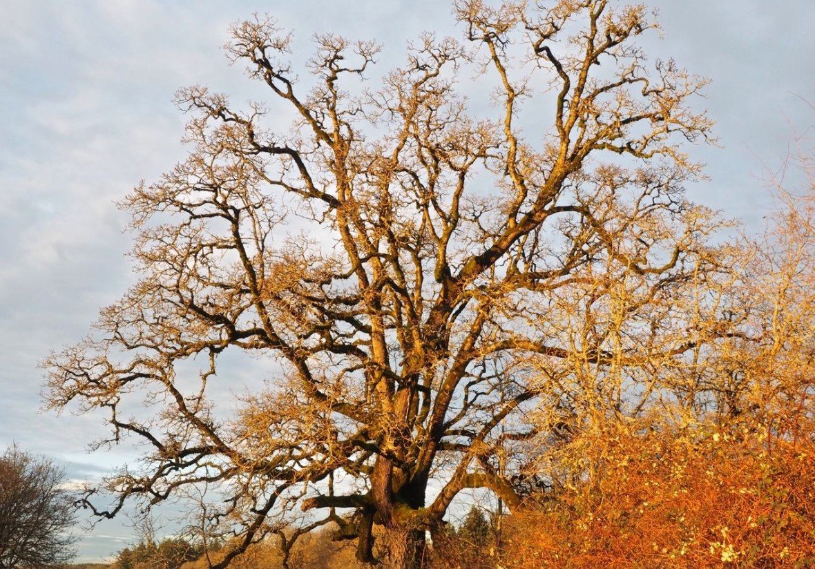 WTA Ridgefield National Wildlife Refuge - 1/2 Day work party