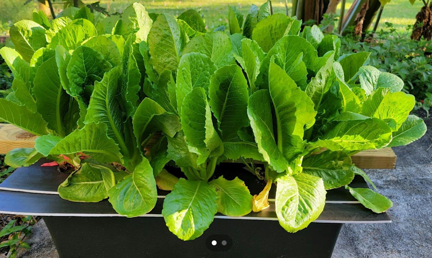 Growing Vegetables Without Soil Workshop