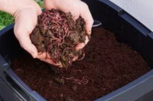 Worm Bin Composting&nbsp;workshop