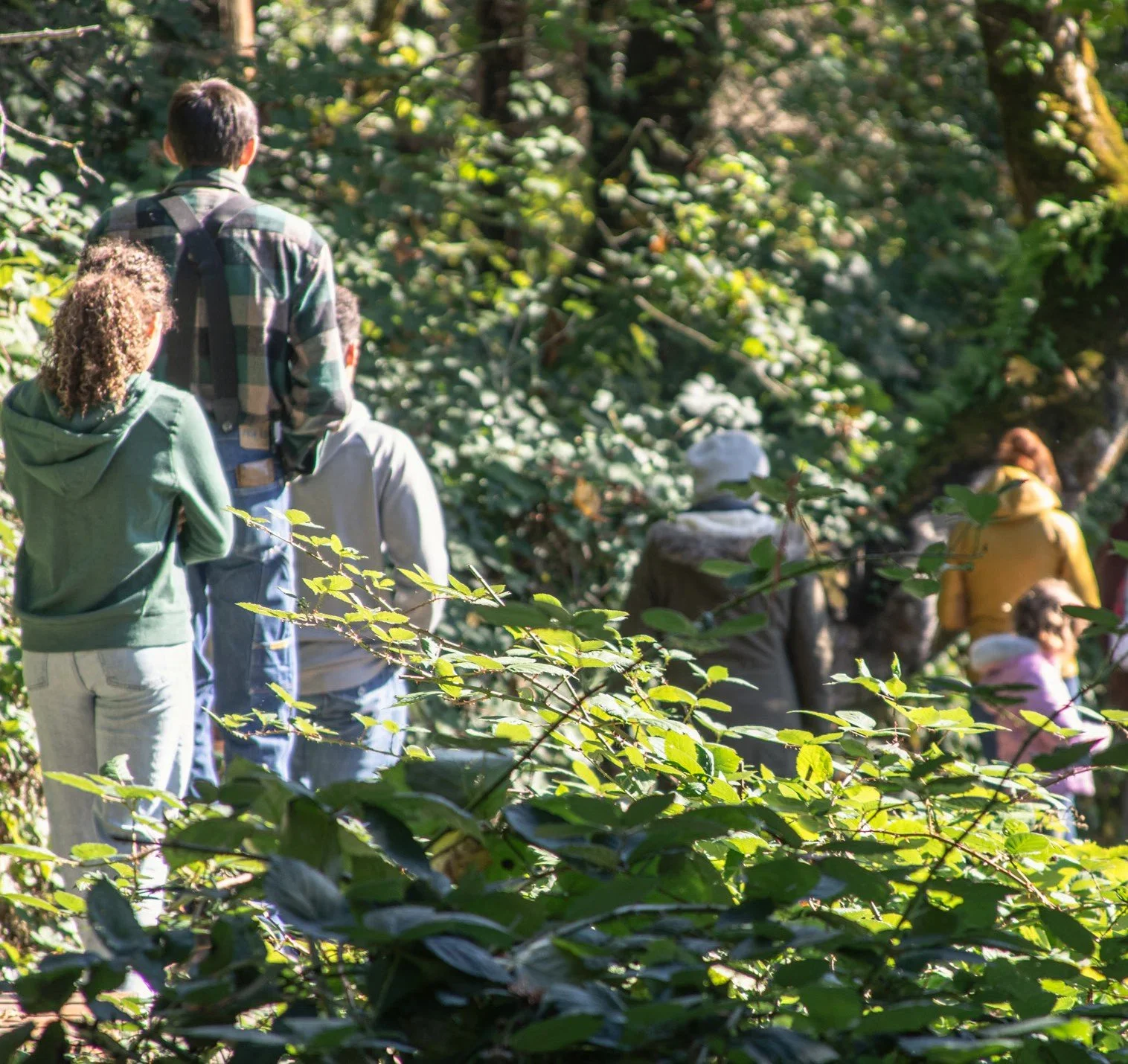 Forest Walk at Columbia Springs 
