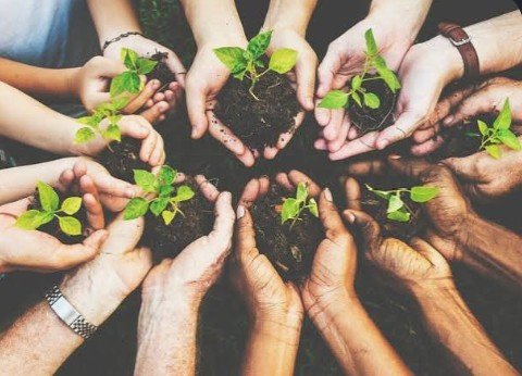 Plant &amp; Seed Swap!