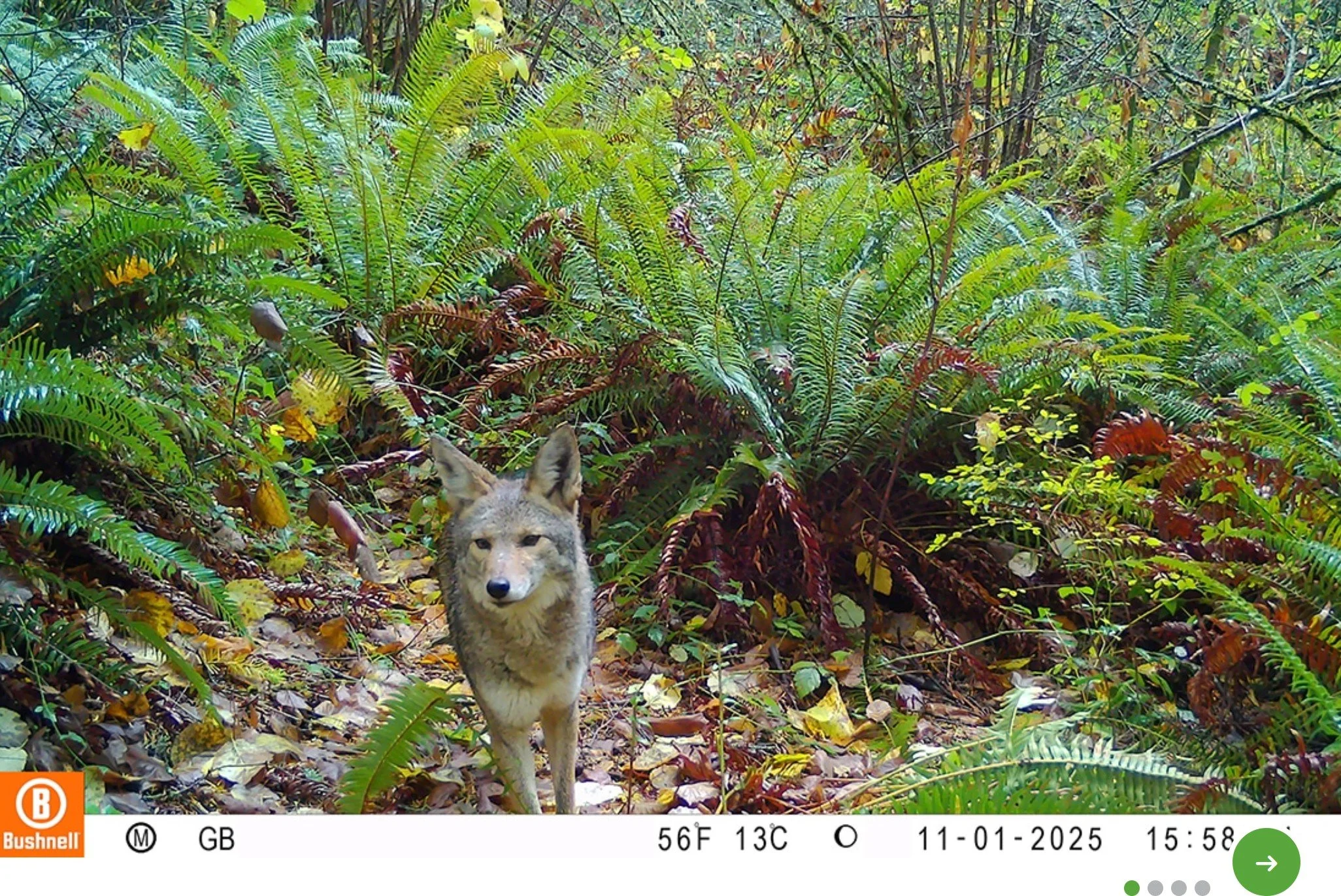 ROAD TRIP: Portland Urban Wildlife Information Network (UWIN) workshop