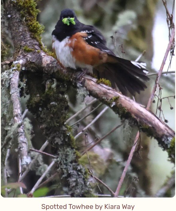 VAS BirdBlitz 2026 on iNaturalist