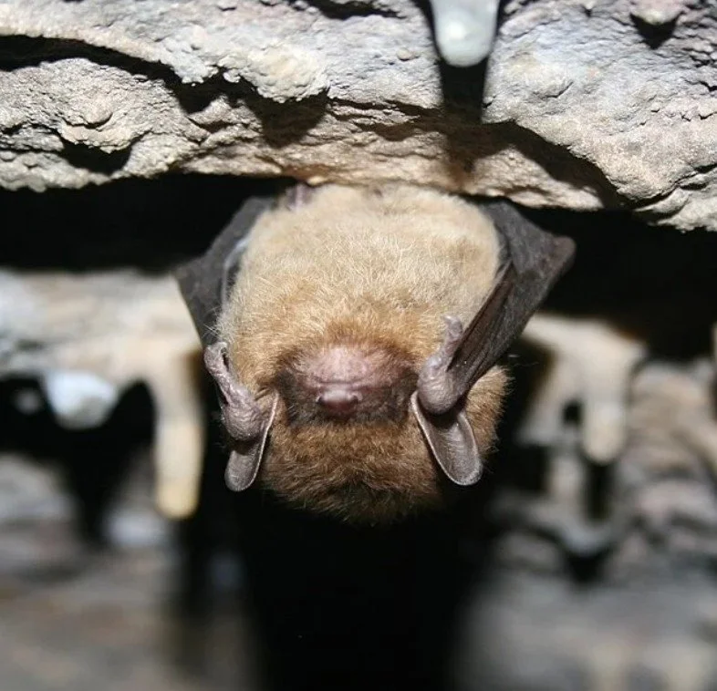 Bat Class at Nature’s Haven nursery