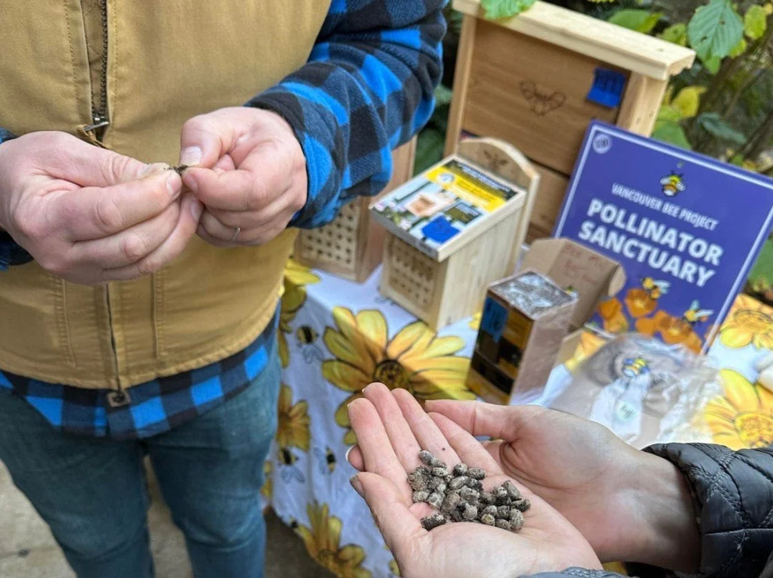 Mason Bee Cocoon Cleaning with Vancouver Bee Project