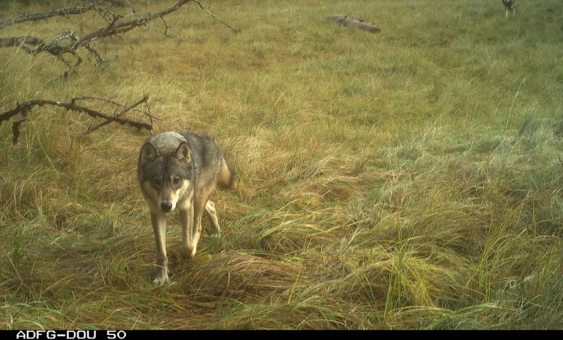 ROAD TRIP: Science on Tap - K9 Conservationists: Dogs Helping Wolf Research