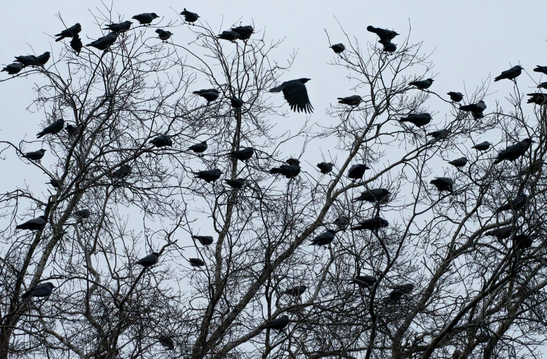 ROAD TRIP: Science on Tap - The counting of Crows