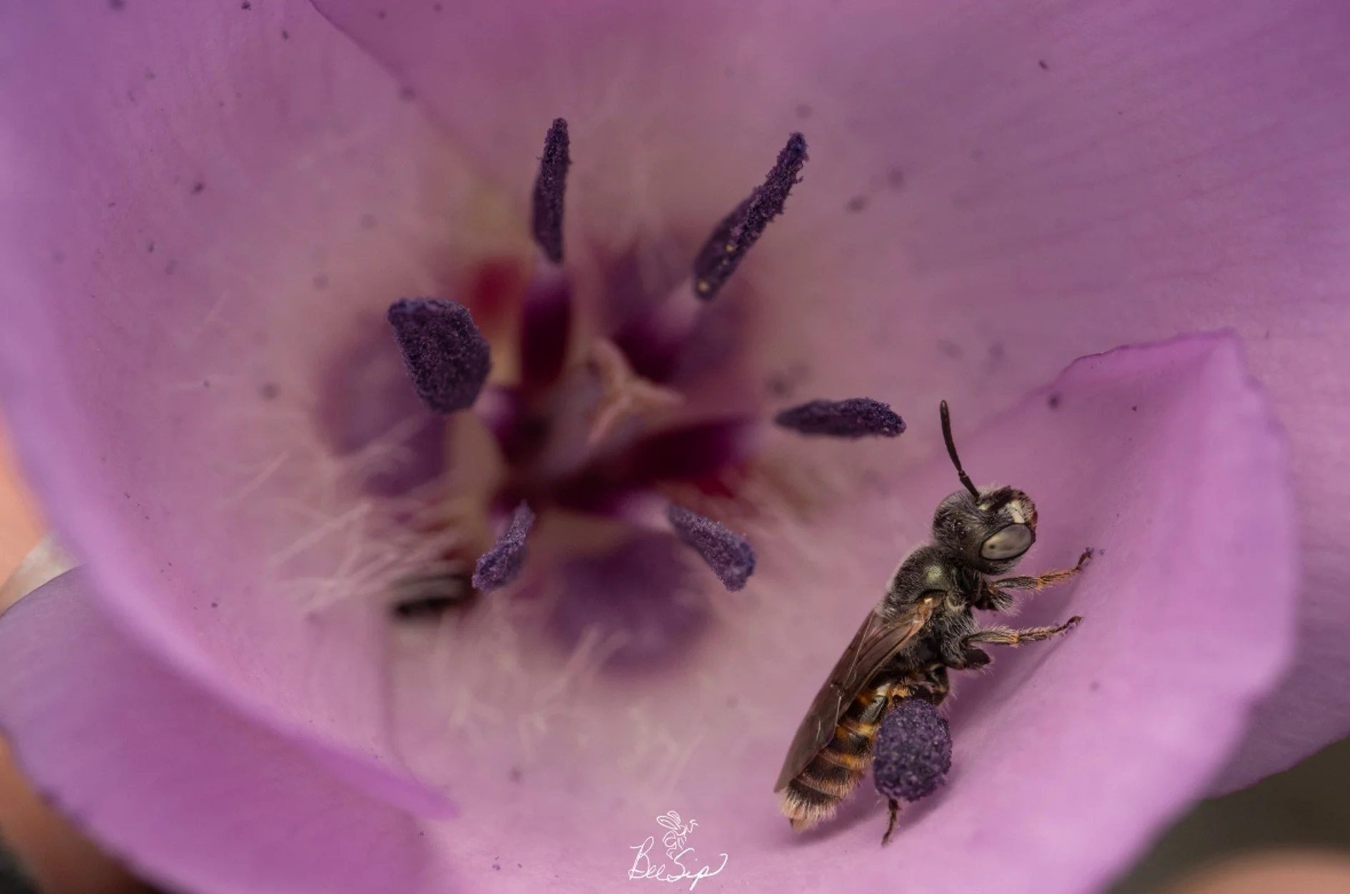Science on Tap: “The A-BEE-Cs of Native Bees”