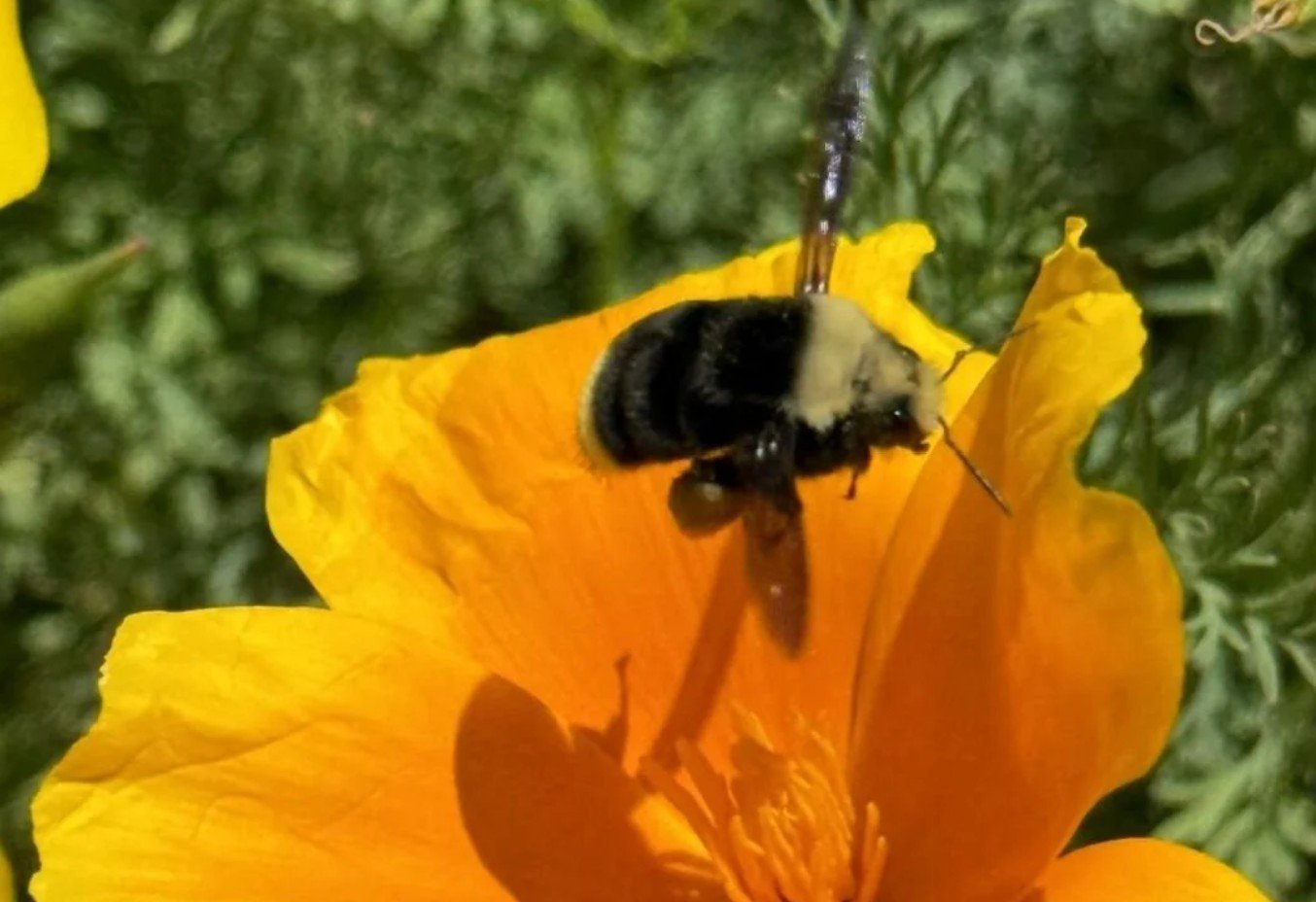 Pollinator Festival 2027