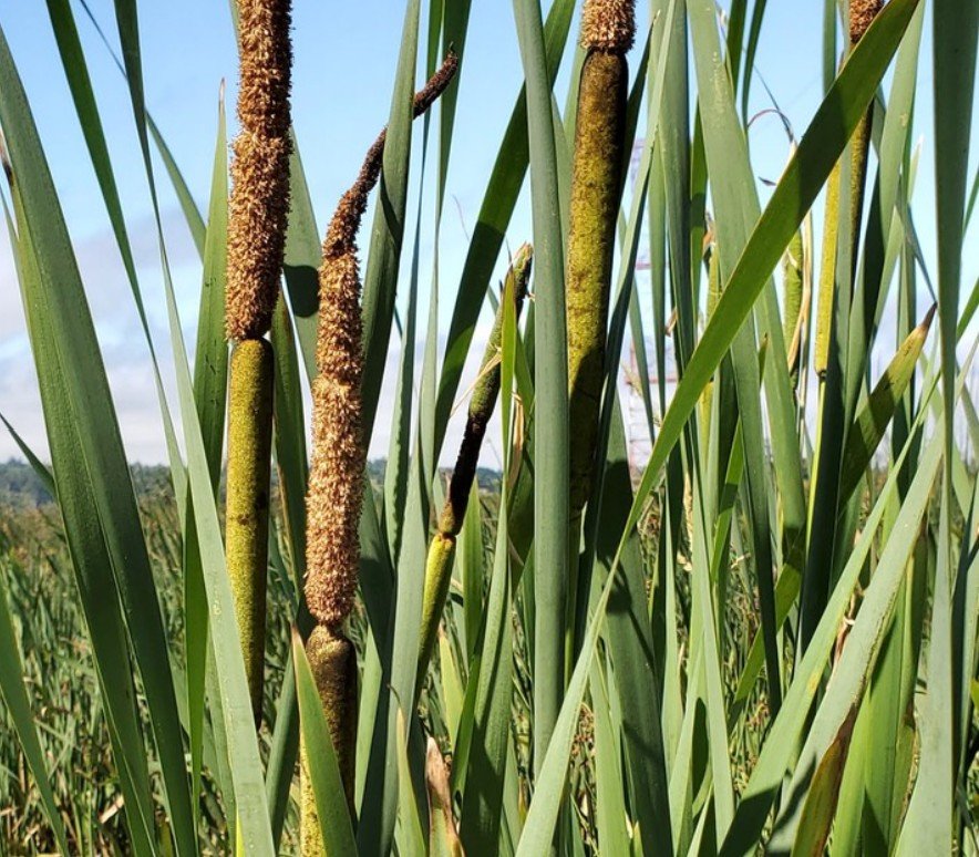 Native Plant  Tending and Traditional Cultural and Ecological Knowledge