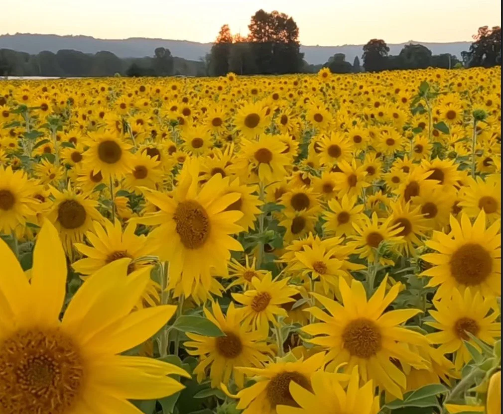 Sunflower Maze Kickoff Weekend