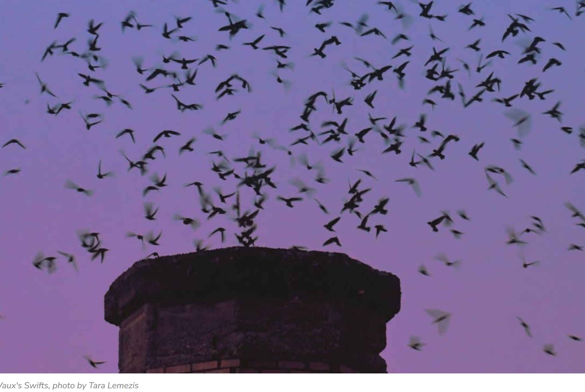 Vaux Swifts 101