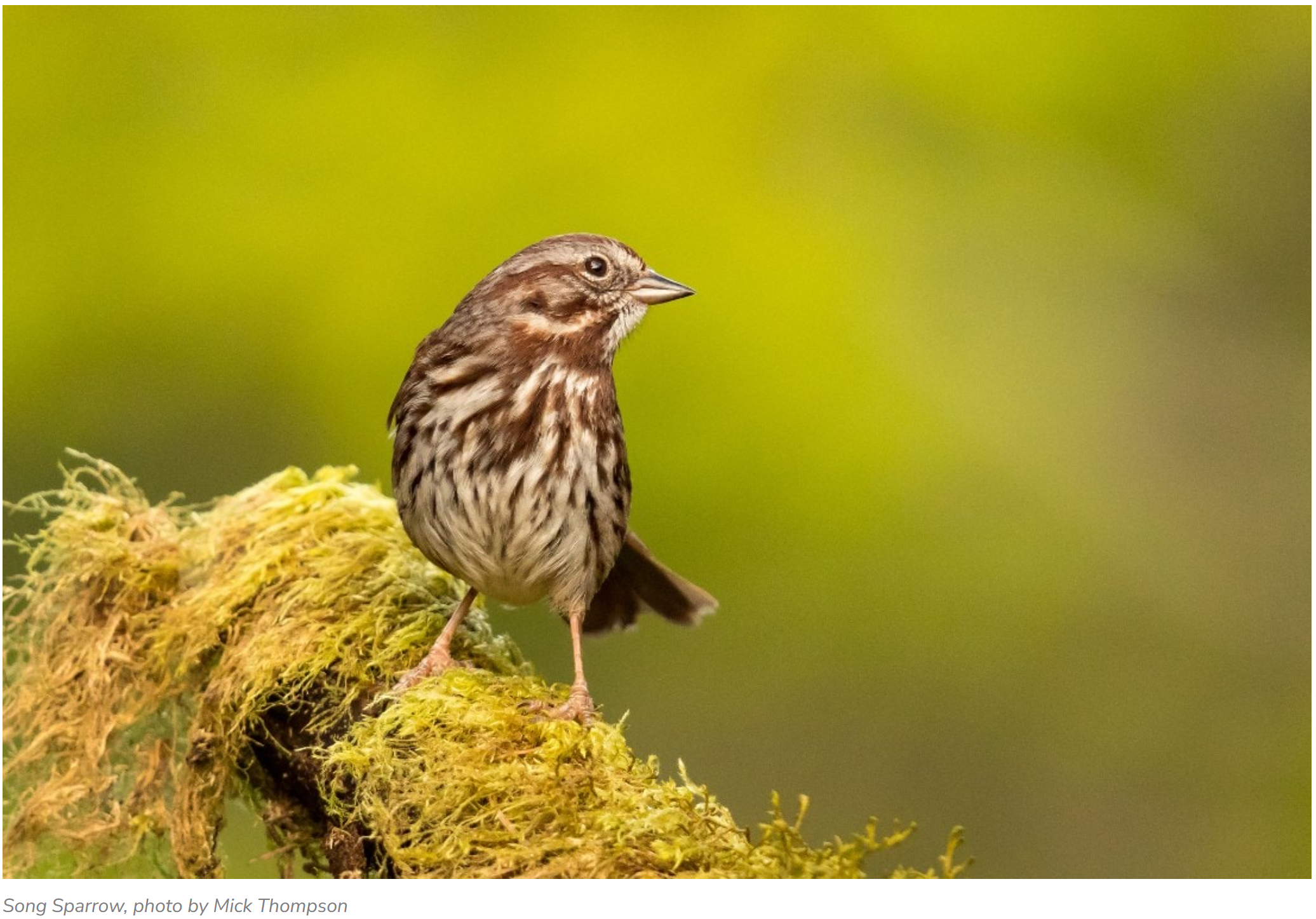 Bird Language: Learning to Read the Landscape Through Birds