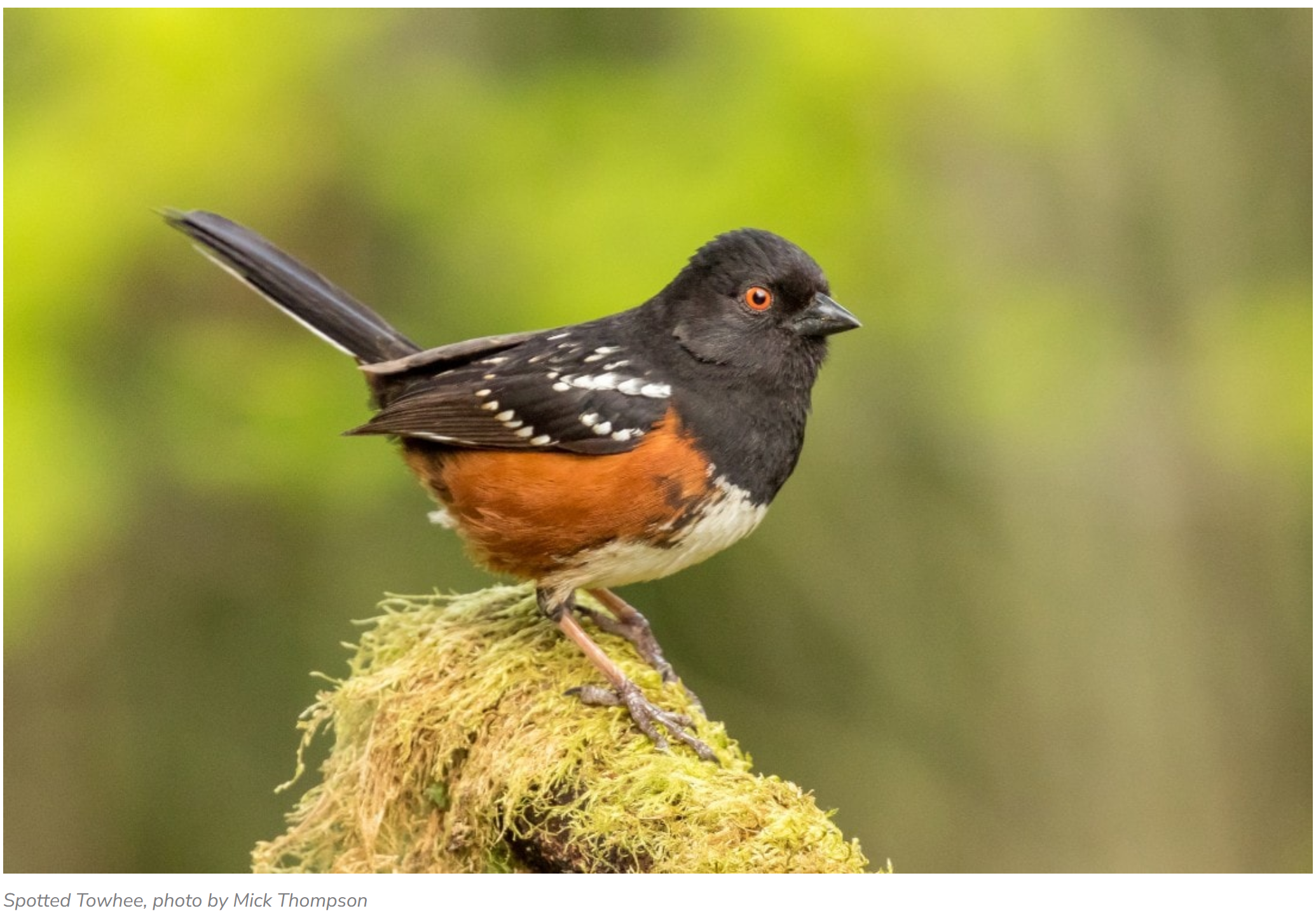 ROAD TRIP: Bird Language - Sit Spot &amp; Habitat Mapping