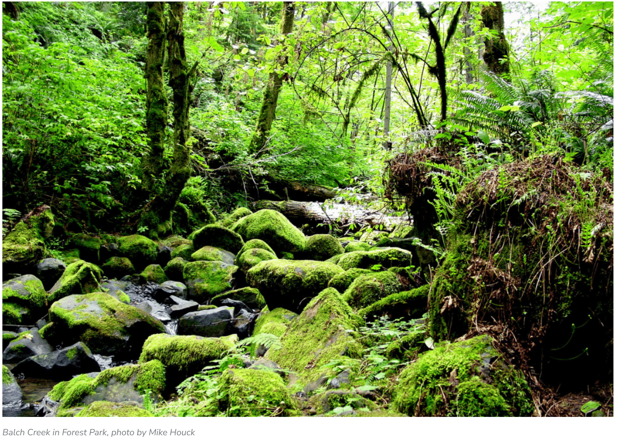 ROAD TRIP: Forest Therapy at Bird Alliance of Oregon Wildlife Sanctuary