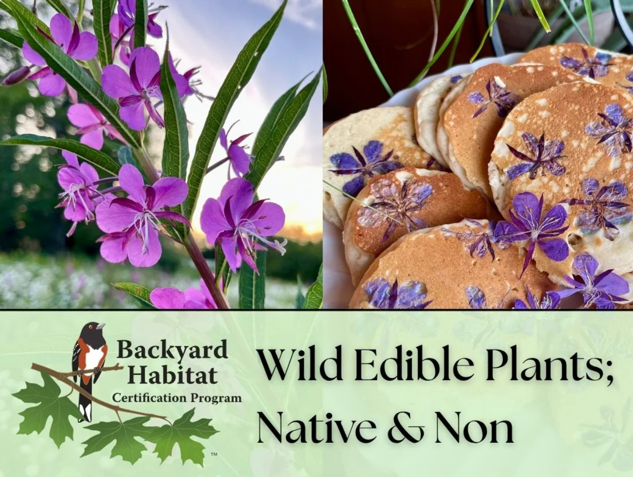 Wild Edibles: Native &amp; Non with the Backyard Habitat Certification Program