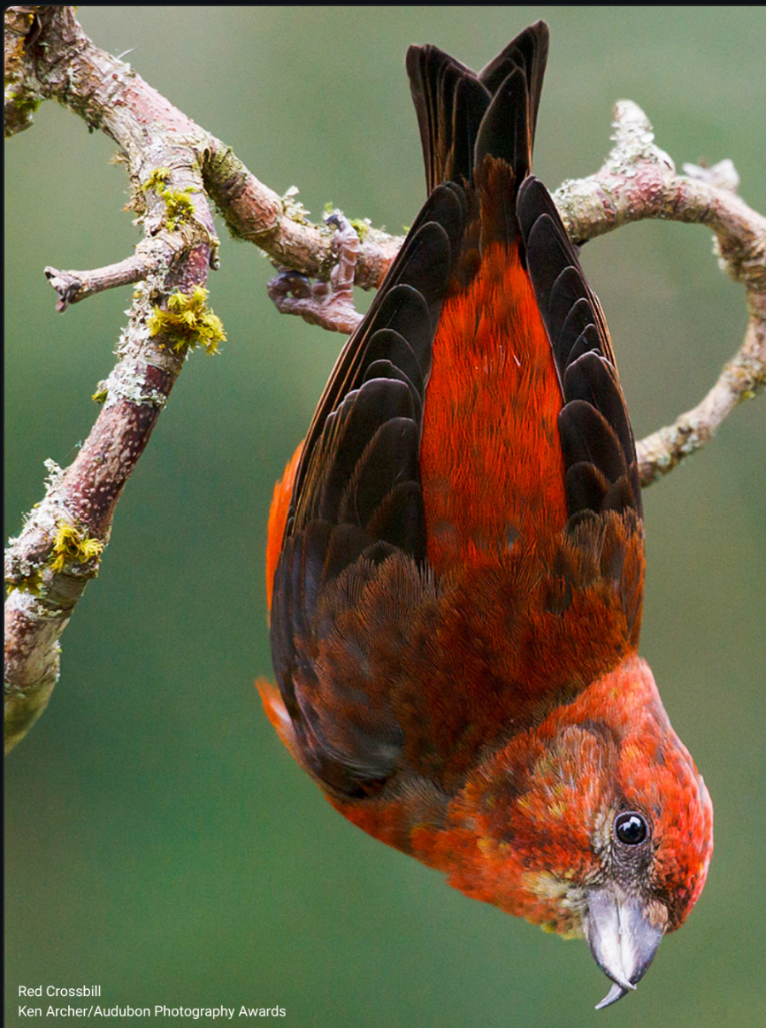 Amazing Adaptations: how birds survive stormy weather with VAS