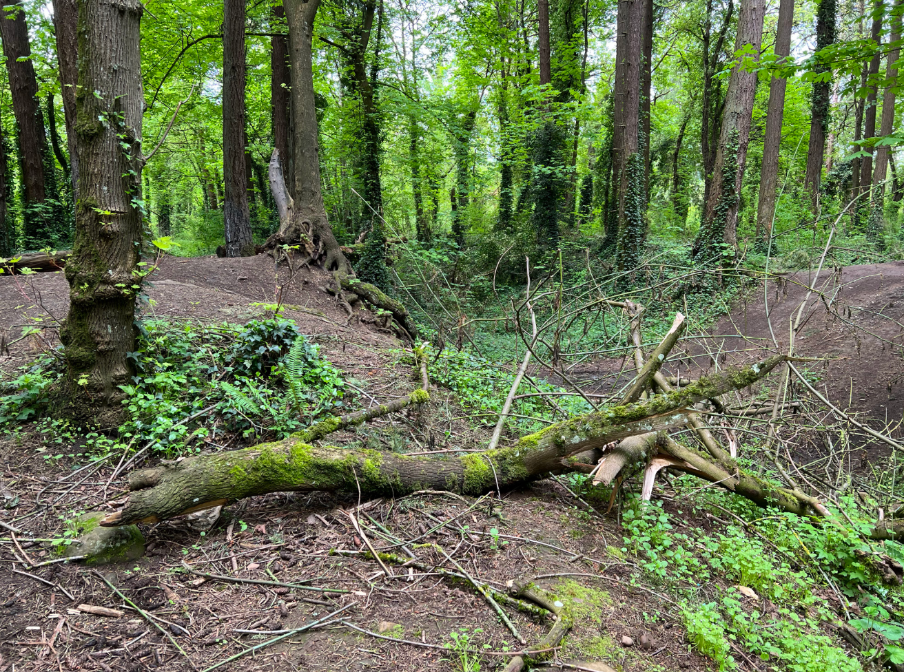 Ellsworth Springs West - Natural Area Ivy Removal with SOLVE