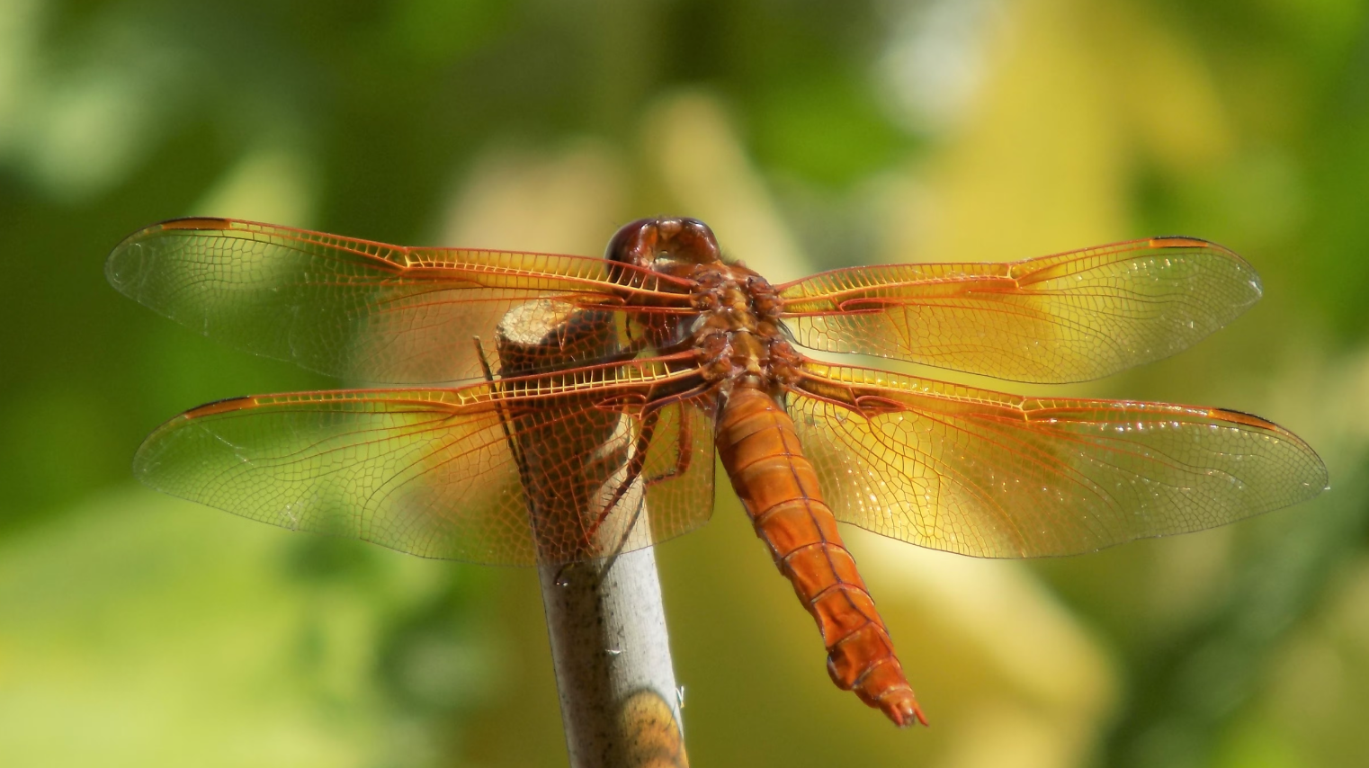 On the Move: Incredible Animal Journeys @ WREC