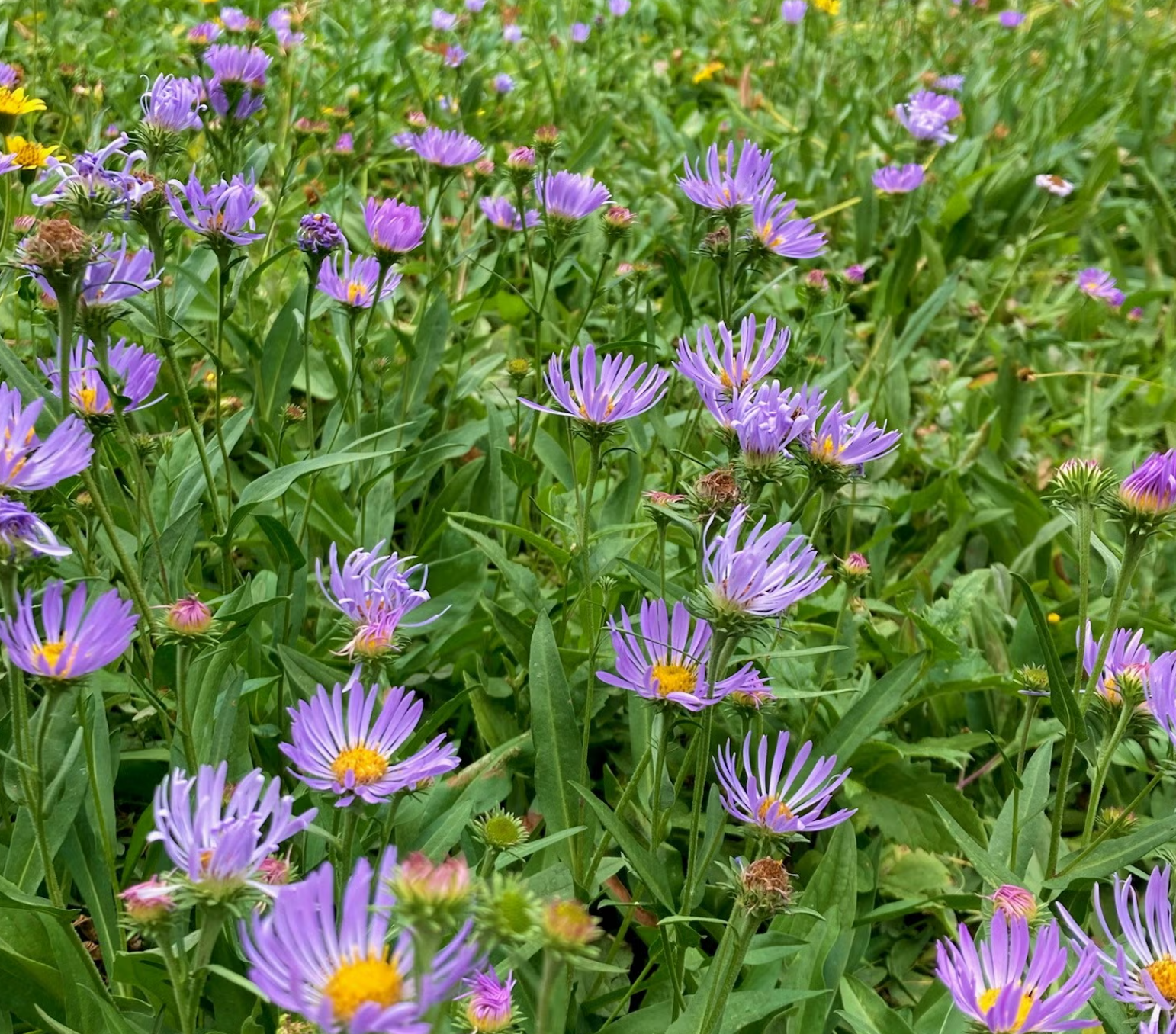 Burnt Bridge Creek Native Plant Walk with WREC
