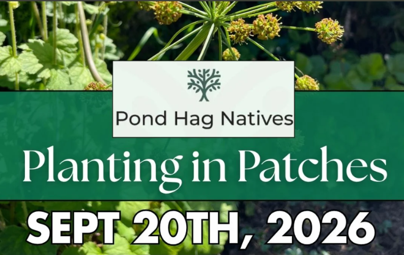 Planting in Patches with the Pond Hags