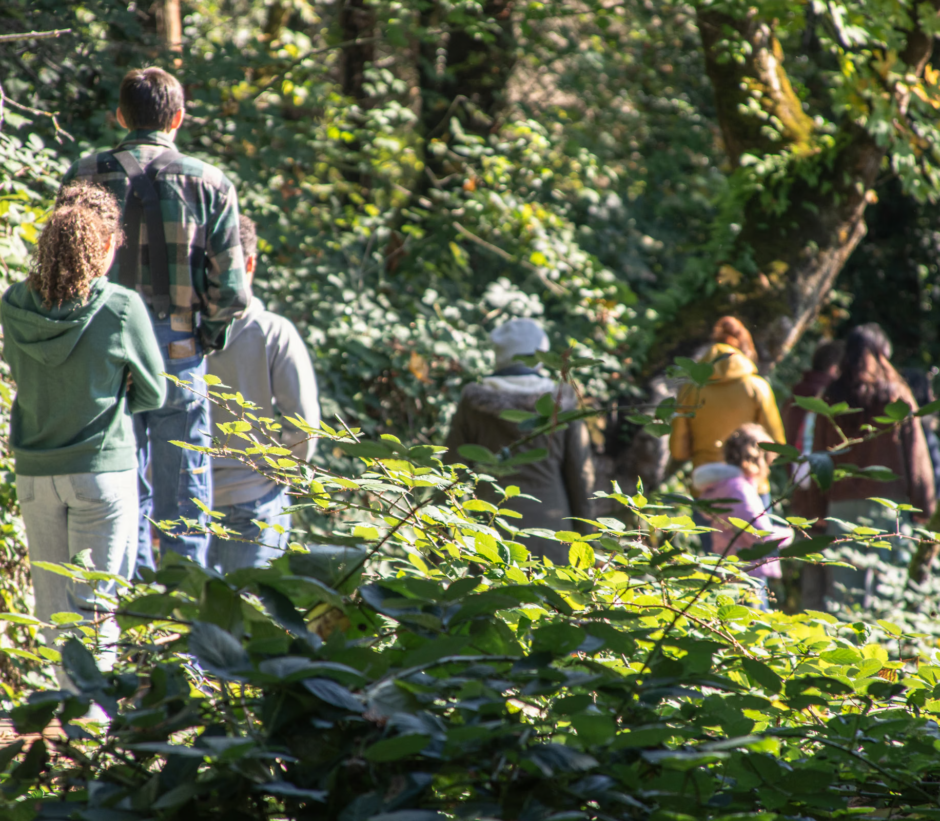 October Forest Walk at Columbia Springs  