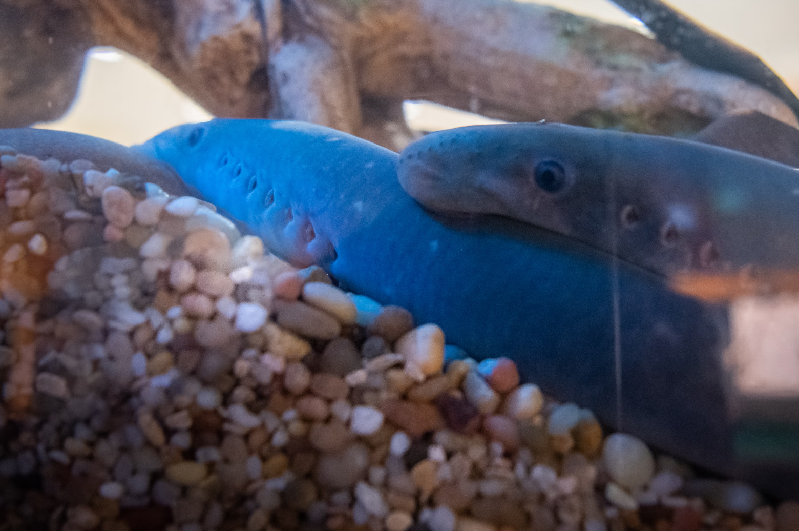 River Superstars: Salmon and Lamprey