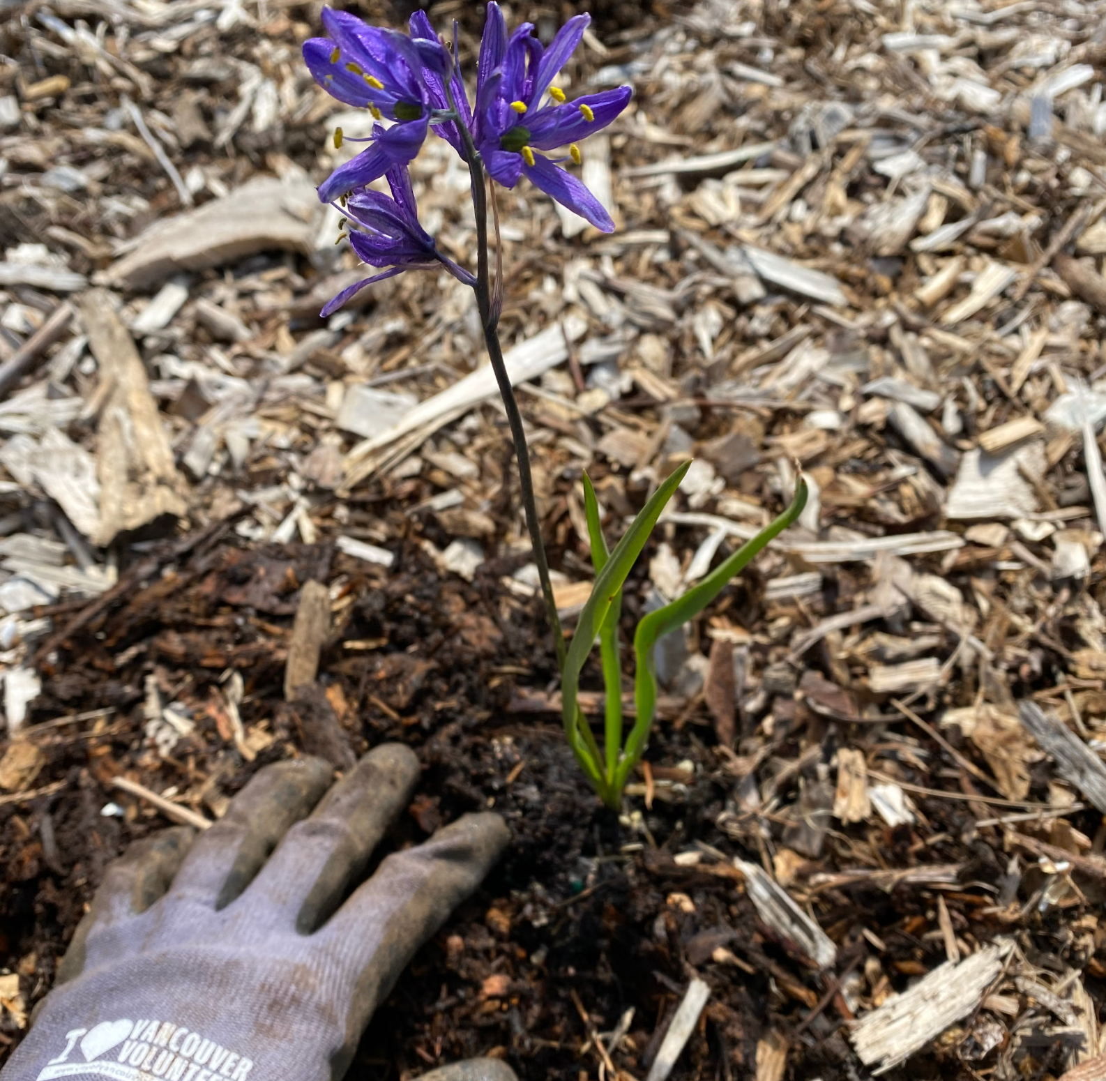 Adopt-A-Park Event at St. Helens Park