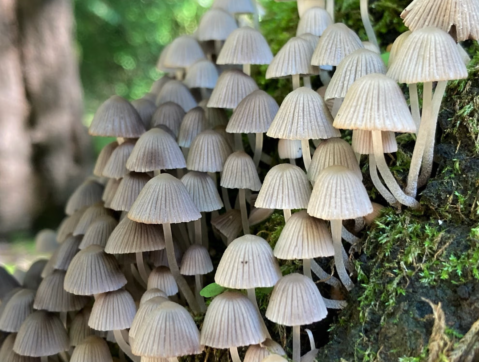 Mushroom Walk for Beginners