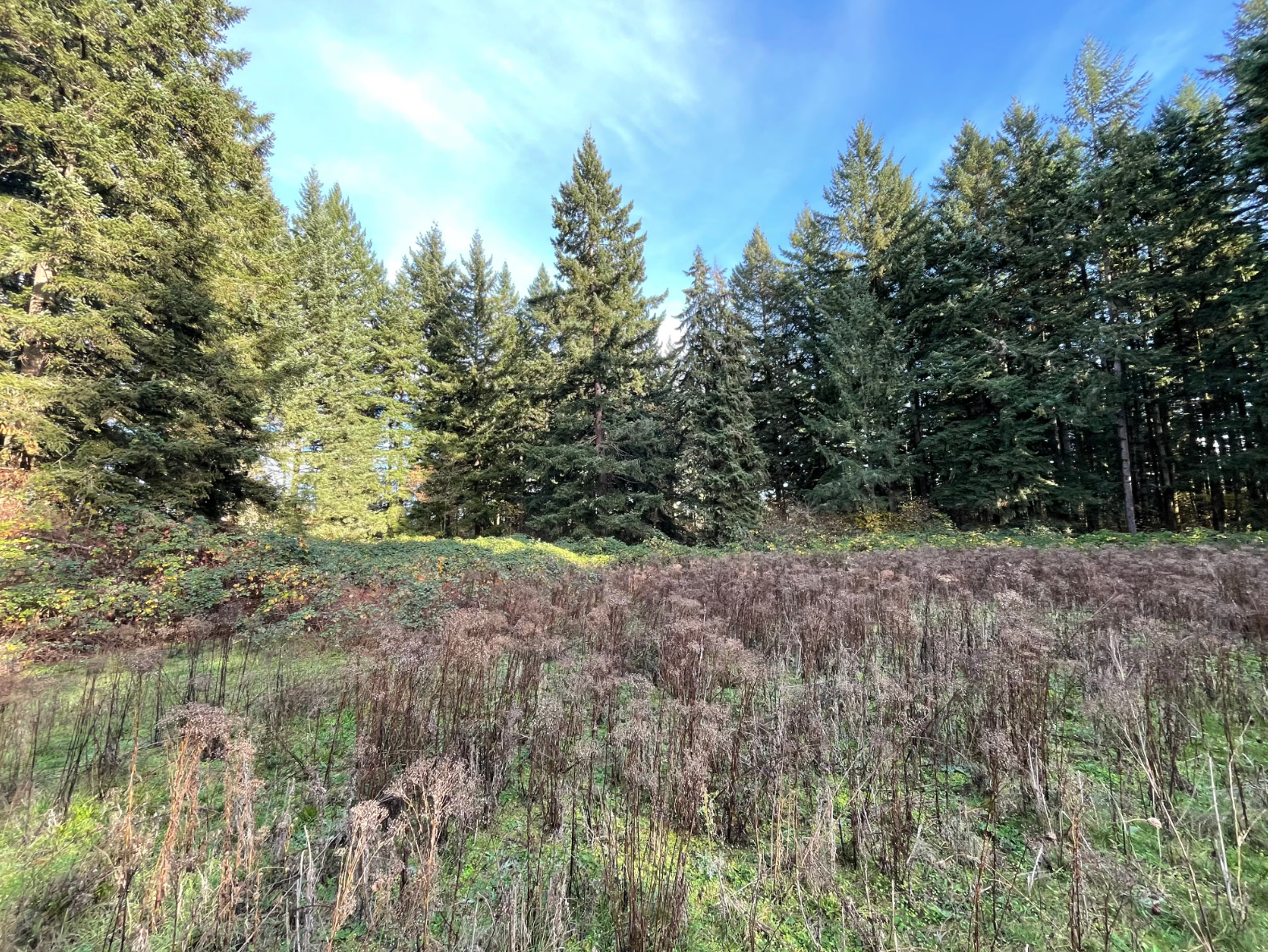 Open House: NEW East Vancouver Community Park Review