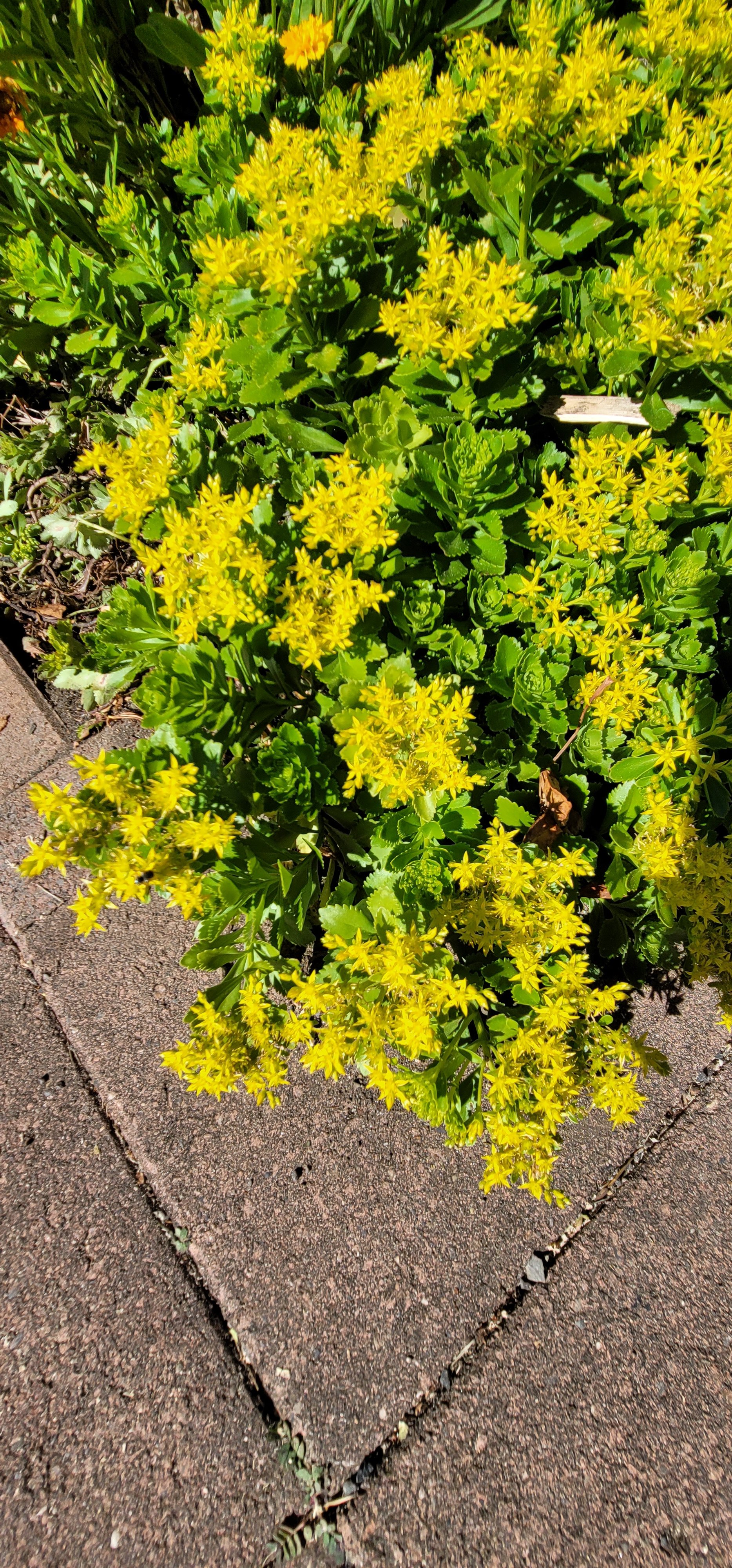Allies in Conservation: Making Your HOA a Haven for Pollinators